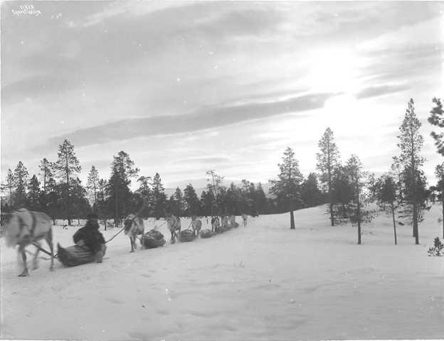 Prot: Bosekop - Lapper Pulkkjøring Stemning 2/3 1910