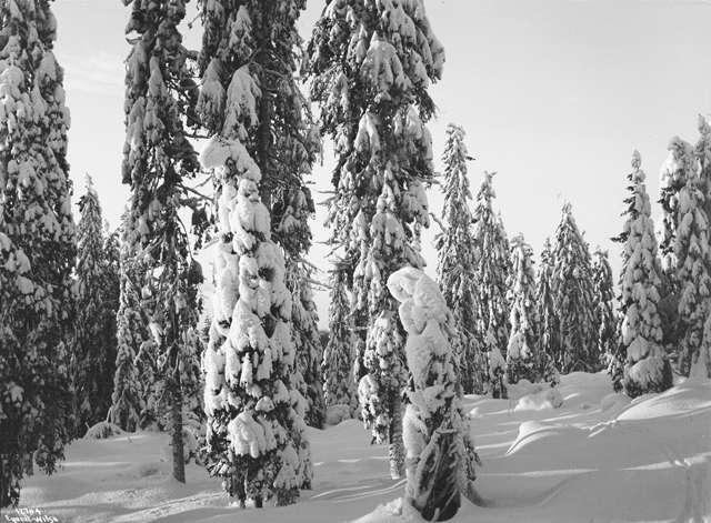 Prot: Normarken Snetung Skog  20/12