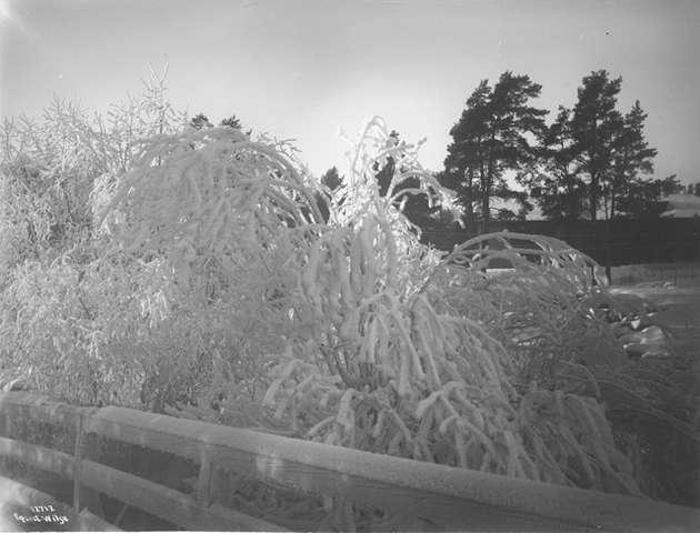 Prot: Rimfrost langs Bækken 30/12