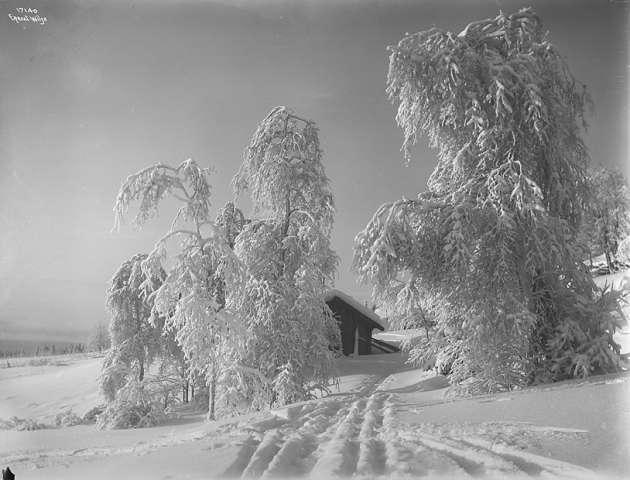 Prot: I Birkeskog Rimfrost 17/2