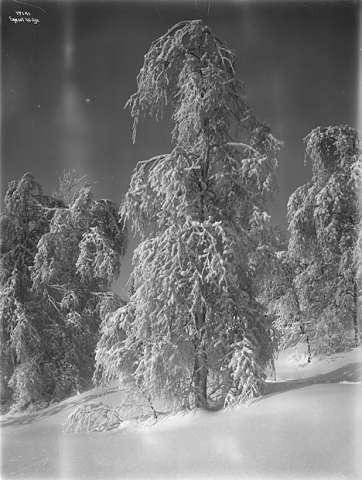 Prot: I Birkeskog Rimfrost 17/2