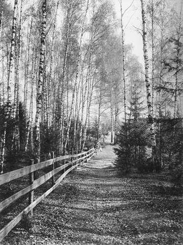 Prot: Birkeskog med Vei Vaardag