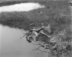 Prot: Renkalv dræpt av ravne