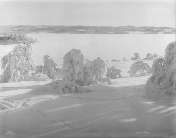 Prot: Vidden vand og bjerkekrat