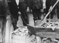 Konv: Haugesund - Silden maakes i kasser