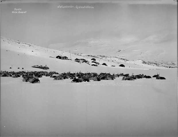 Prot: Jotunheimen Vinter - Gjendisheim med renflok