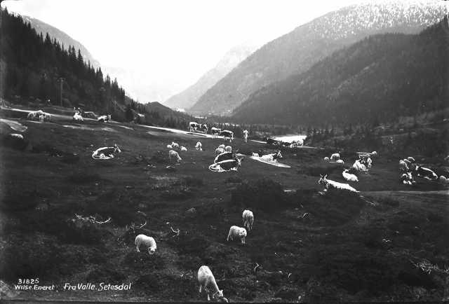 Prot: Sætesdal - ved Valle, kreatursene