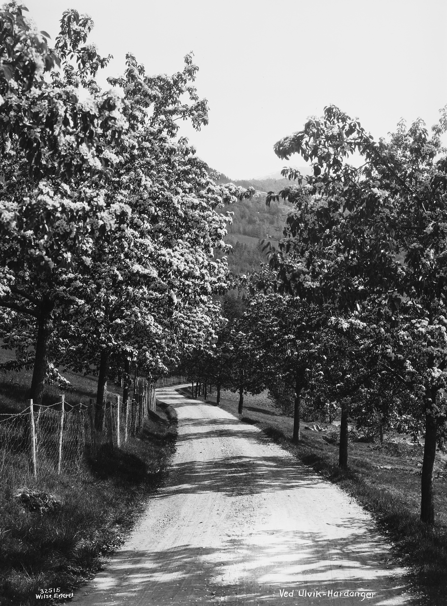 Prot: Hardanger - Ulvik, allé frugtræer