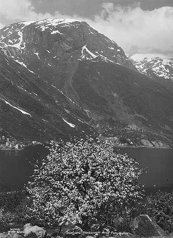 Prot: Hardanger - Sørfjorden