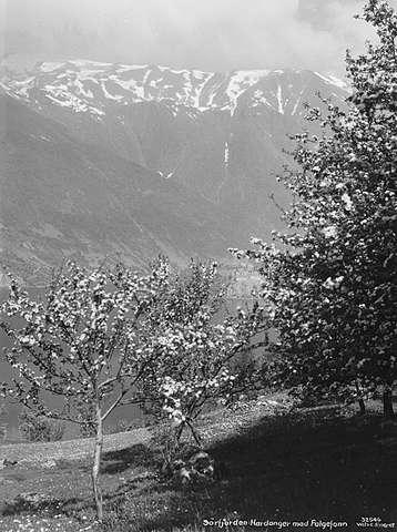 Prot: Hardanger - Sørfjorden