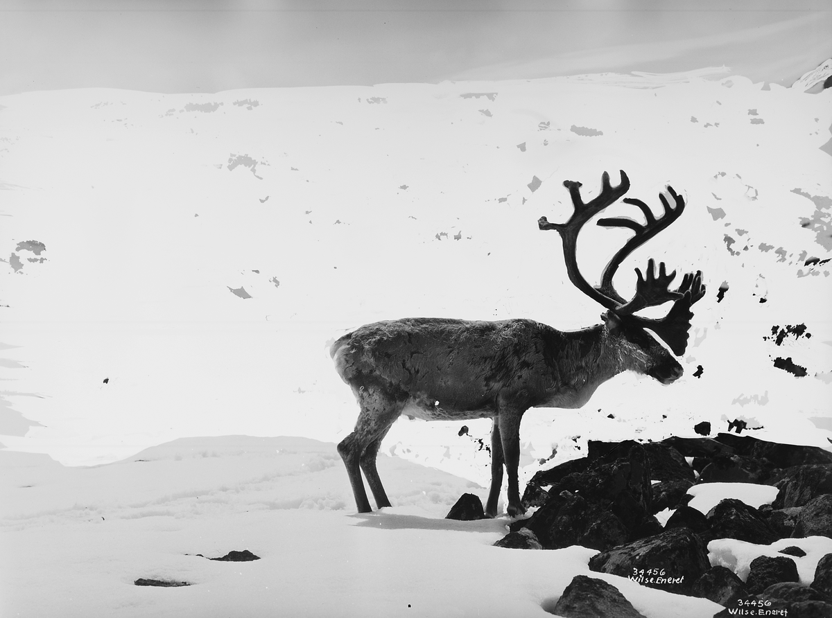 Prot: Jotunheimen, vinter - Juvasshytten, reinsdyr