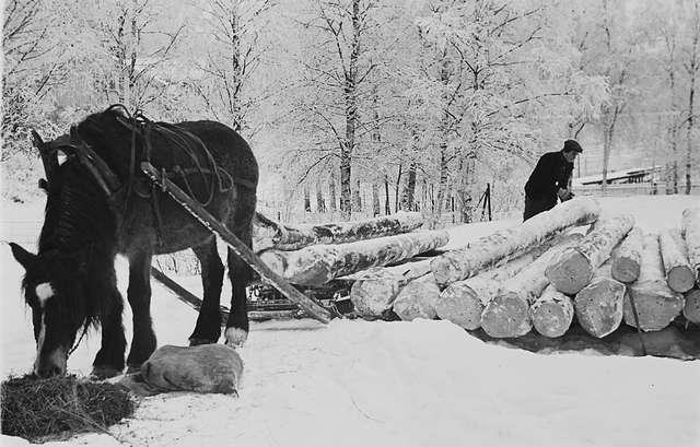 Prot: Vinter  Vedsaging