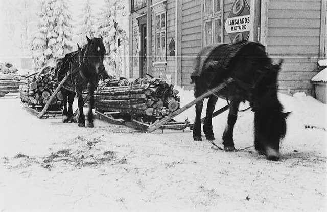 Prot: Vinter  Vedsaging