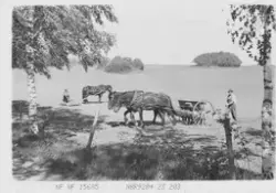 Prot:  Vårarbeide såing  (Norderhov Tandberg)