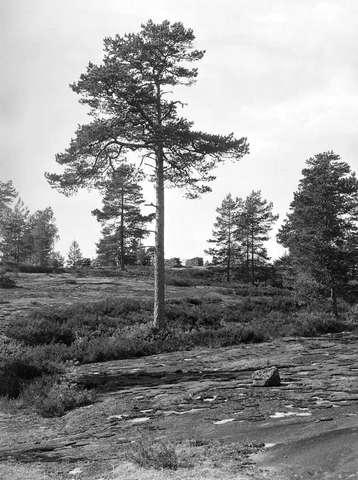 Prot: Røiken, snaufjeld