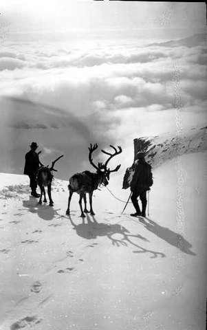 Prot: Jotunheimen vinter - Paa Skautflyen med rener