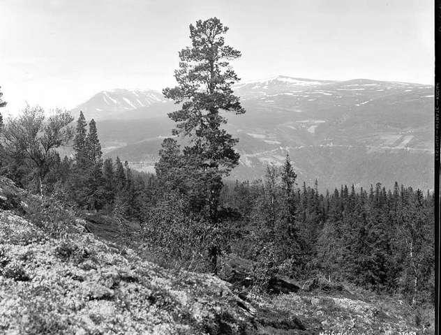 Prot: Høifjeld med Hedalsmuen