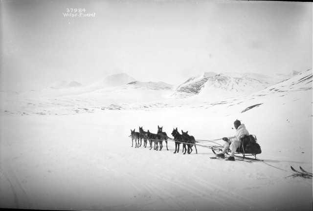 Prot: Rondane vinter, Hundespan