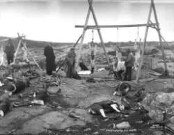 Prot: protokoll uleselig
Konv: Renslagtning
Neg: Reinslaktni