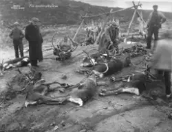 Prot: protokoll uleselig
Konv: Renslagtning
Neg: Fra Hardang