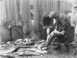 Prot: Genre, Fisken sløies april