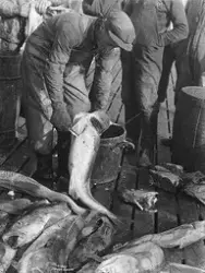 Prot: Fisken sløies