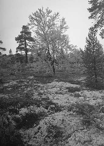 Prot: Bjerke i dalen høstkledte