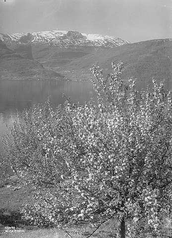 Prot: Blomstring Sogn mot Felos