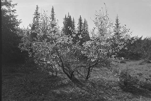 Prot: Høifjell Etnadalen Frugtræ på Høifjellet