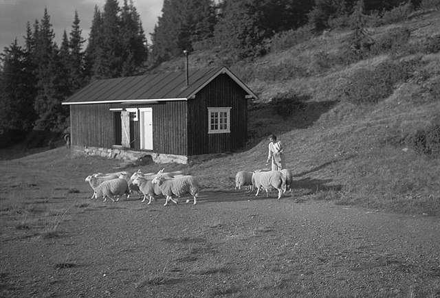 Prot: Høifjell Etnadalen Sauene faar salt