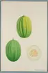 Sveriges kulturväxter. Illustration utförd av Henriette Sjöberg. Melon, nätmelon, Amerikansk, grönt kött. Odlad Ultuna 1876. Inv. nr. C101 : 516.