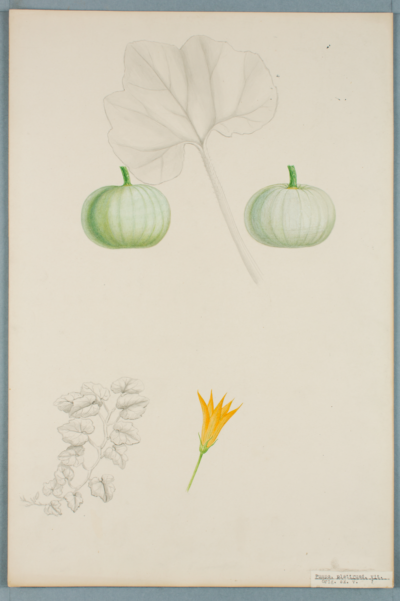 Sveriges kulturväxter. Illustration utförd av Henriette Sjöberg. Pumpa, plattrund, vit. Odlingsplats och datering saknas. Inv. nr. C101 : 525.