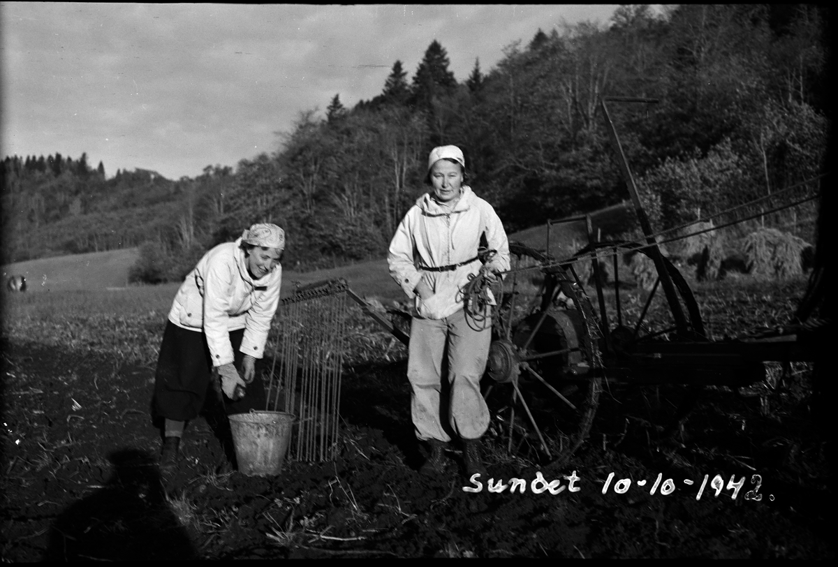 Potetopptaking på Sundet