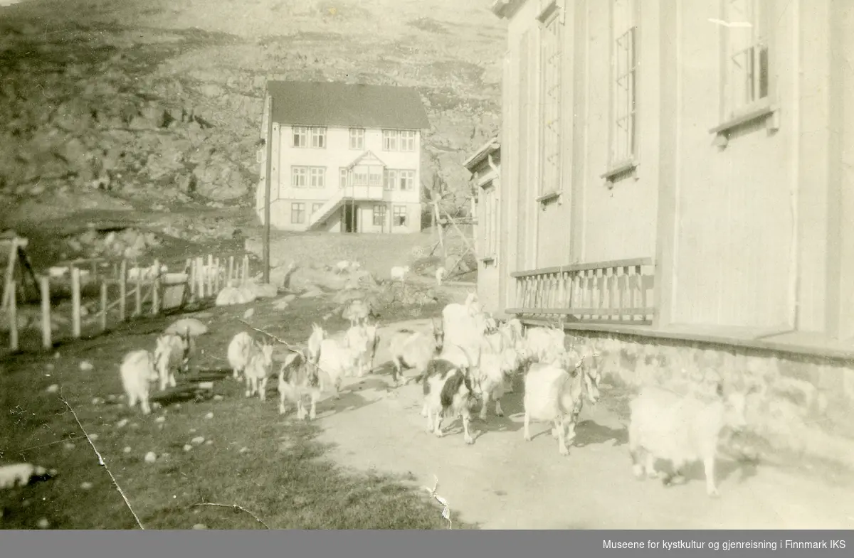 Honningsvåg. En geiteflokk på bytur spaserer forbi kirka. Huset i bakgrunnen er gamlehjemmet "Kveldsol". Antatt 1920-tallet.