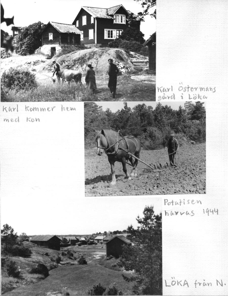 Bildtext: Karl Östermans gård i Löka", "Karl kommer hem med kon", Potatisen harvas 1944" och Löka från N.". Sida ur fotoalbum från Anders Classons samling.