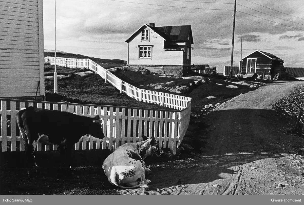 To kyr har funnet seg et skyggefullt sted, Bugøynes.