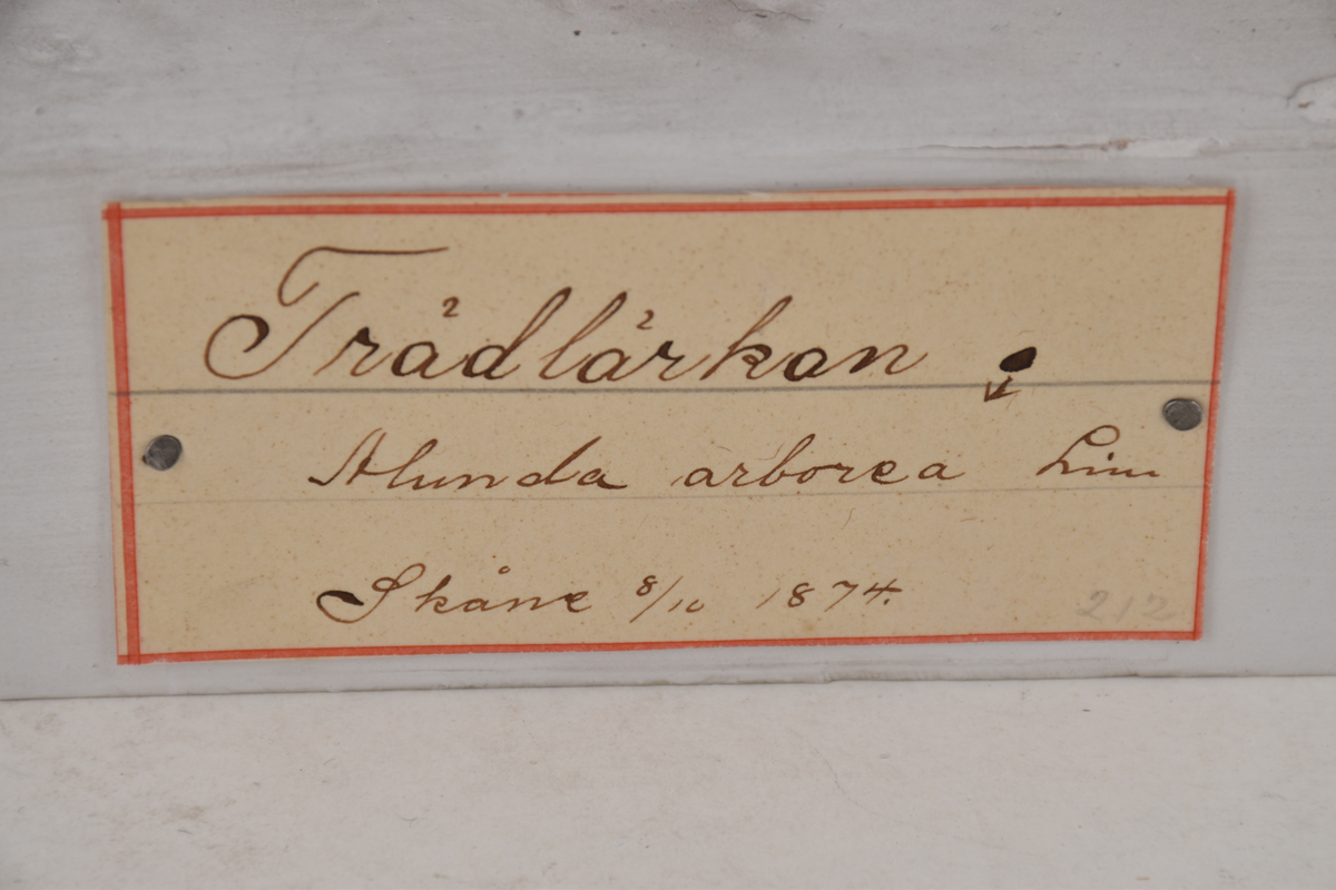 Trädlärka, hona, Skåne, 1874.