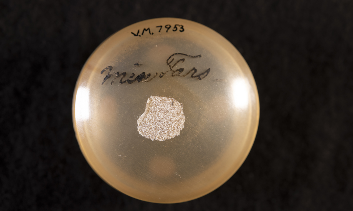 Svarvad av horn (tunnt som celluloid), med kupigt lock och botten. På locket målade rosor.