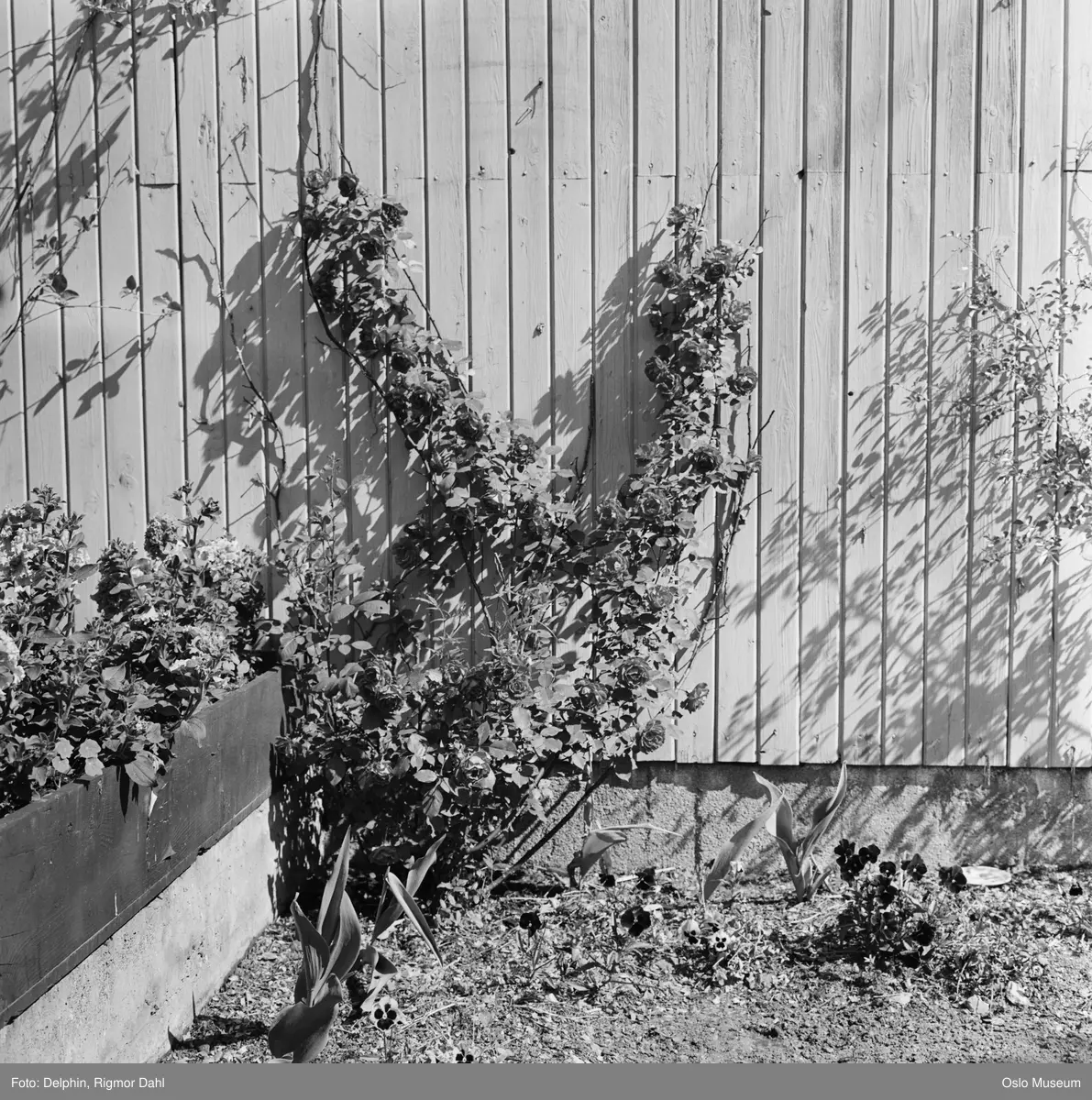 hage, bed, planter
