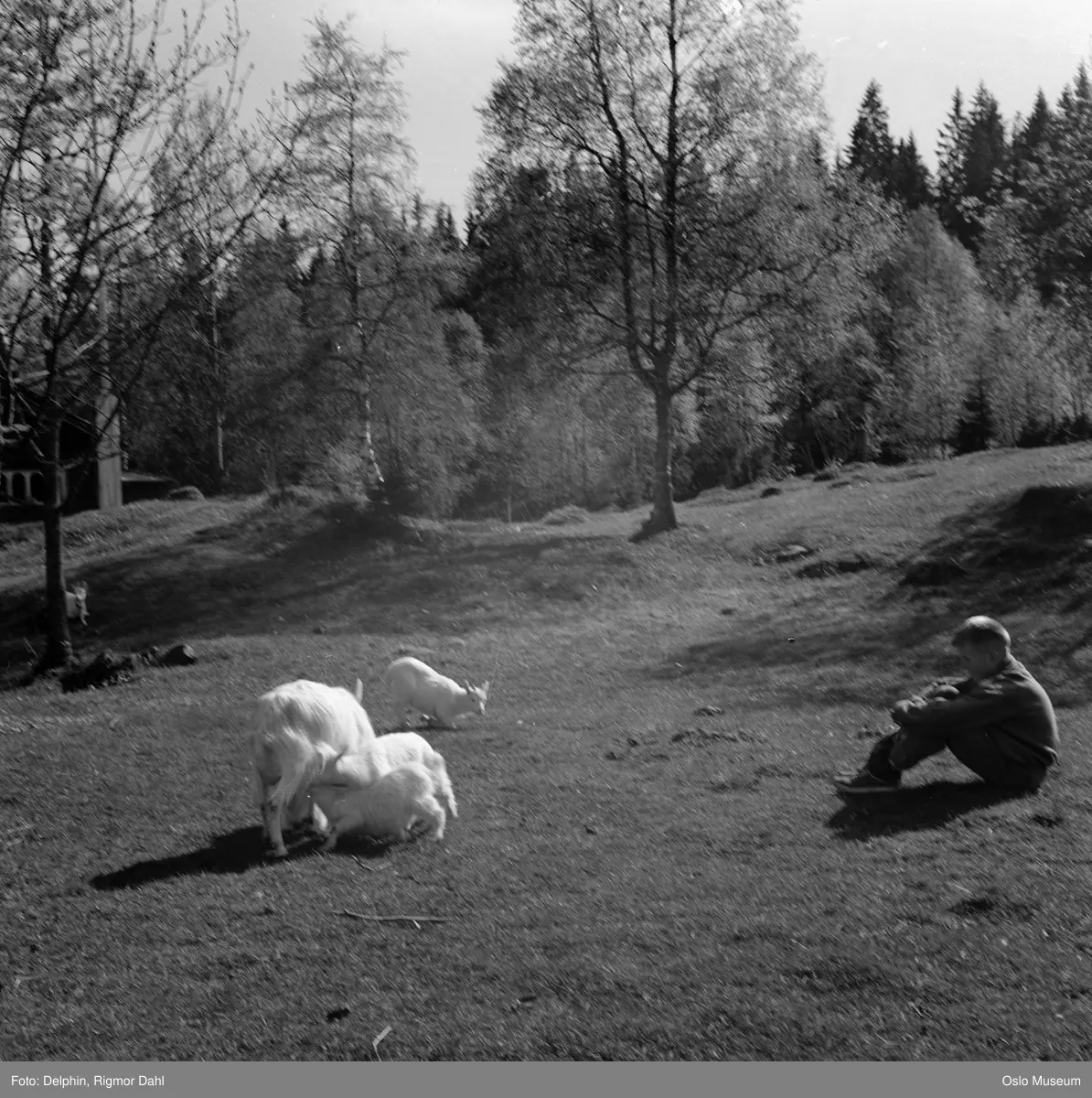 Ullevålseter, gutt, geitekilling, geiter