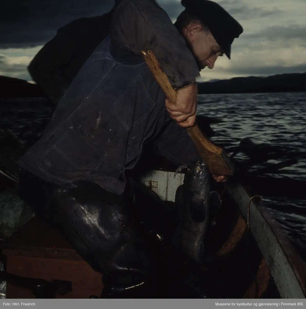 Theodor Trondsen drar opp en torsk med klepp. Han er fotografert fra siden i en fiskebåt.