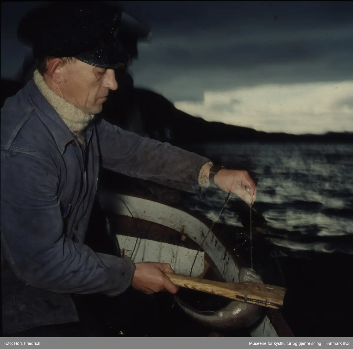 Theodor Trondsen dra opp fisk med en klepp. Han er fotografert fra siden og har et alvorlig ansiktsuttrykk.