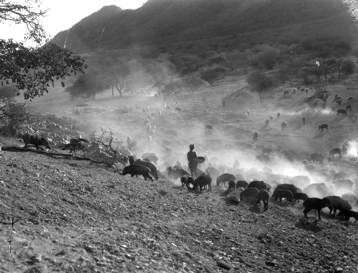 Villsvin og en mann i junglen ved Udaipur. Fotografier tatt i forbindelse med Elisabeth Meyers reise til India 1932-33.