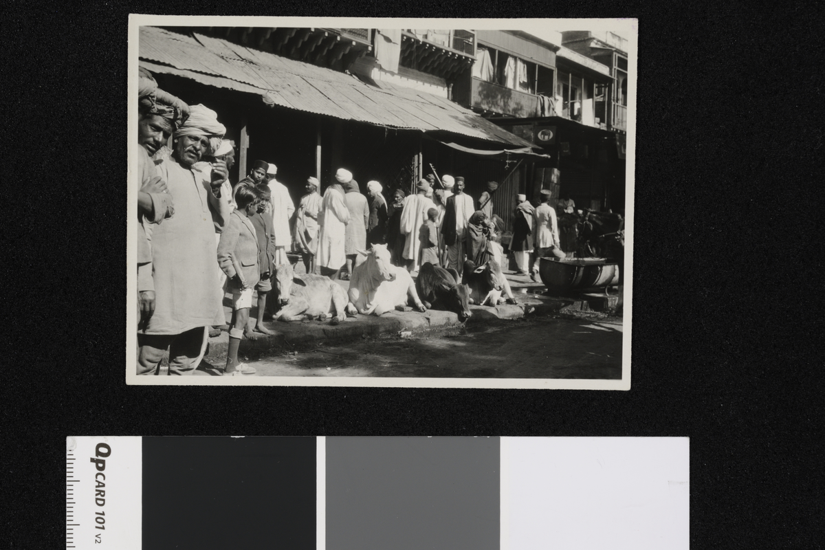 Hellige kuer i gate. Delhi. Fotografier tatt i forbindelse med Elisabeth Meyers reise til India 1932-33.