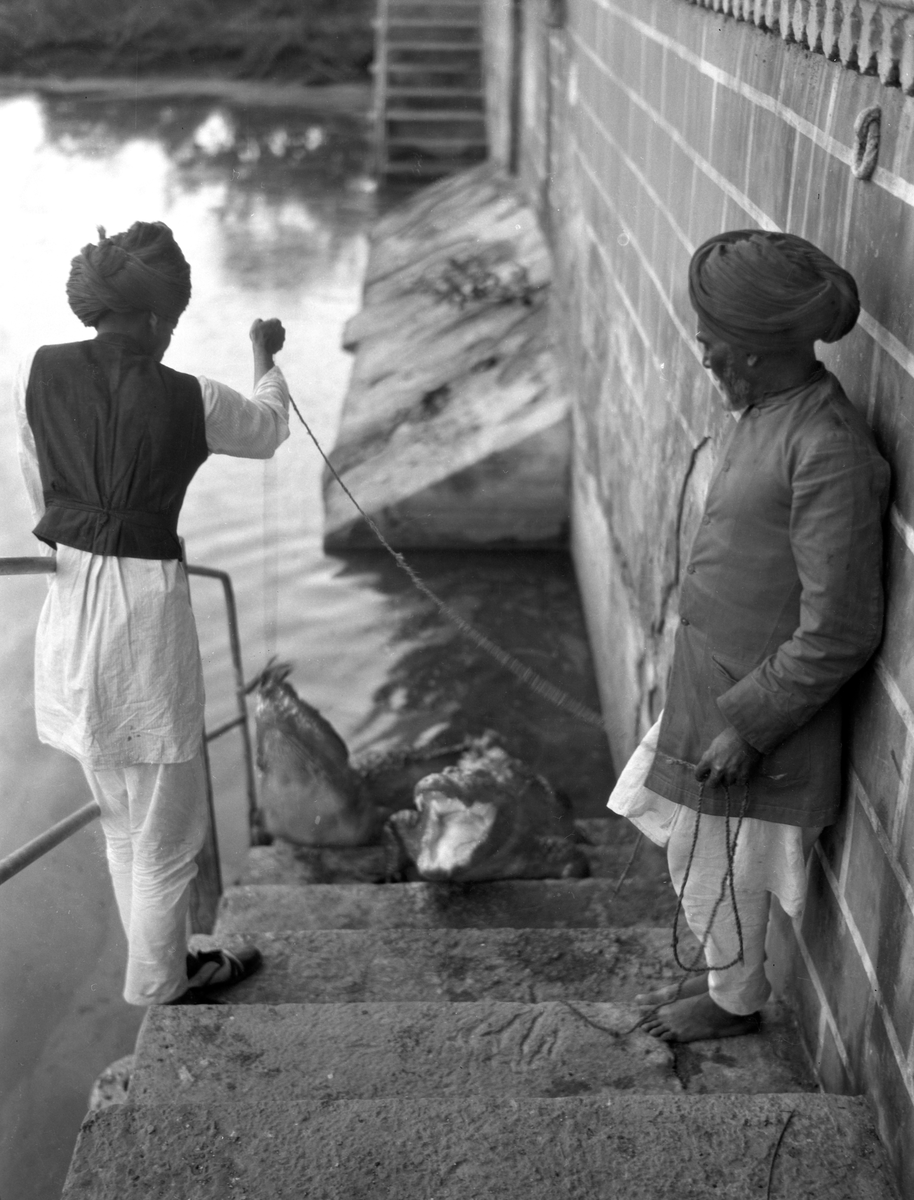 Krokodiller og krokodillepassere i Jaipur. Fotografier tatt i forbindelse med Elisabeth Meyers reise til India 1932-33.