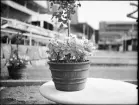 Stockholmsutställningen 1930
Blomkruka med pelargoner.