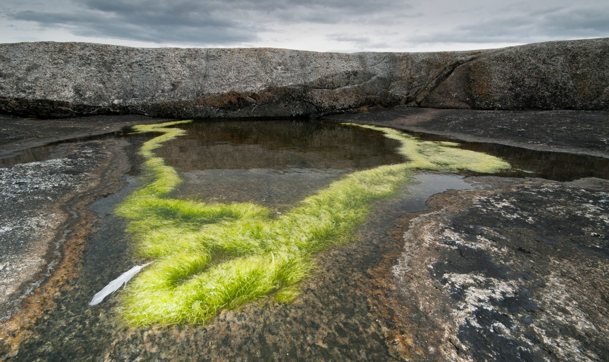 Tranøy i Hamarøy kommune, Nordland.  Naturbilde, grønske i liten dam i fjæra.  Foto: Harald Harnang.