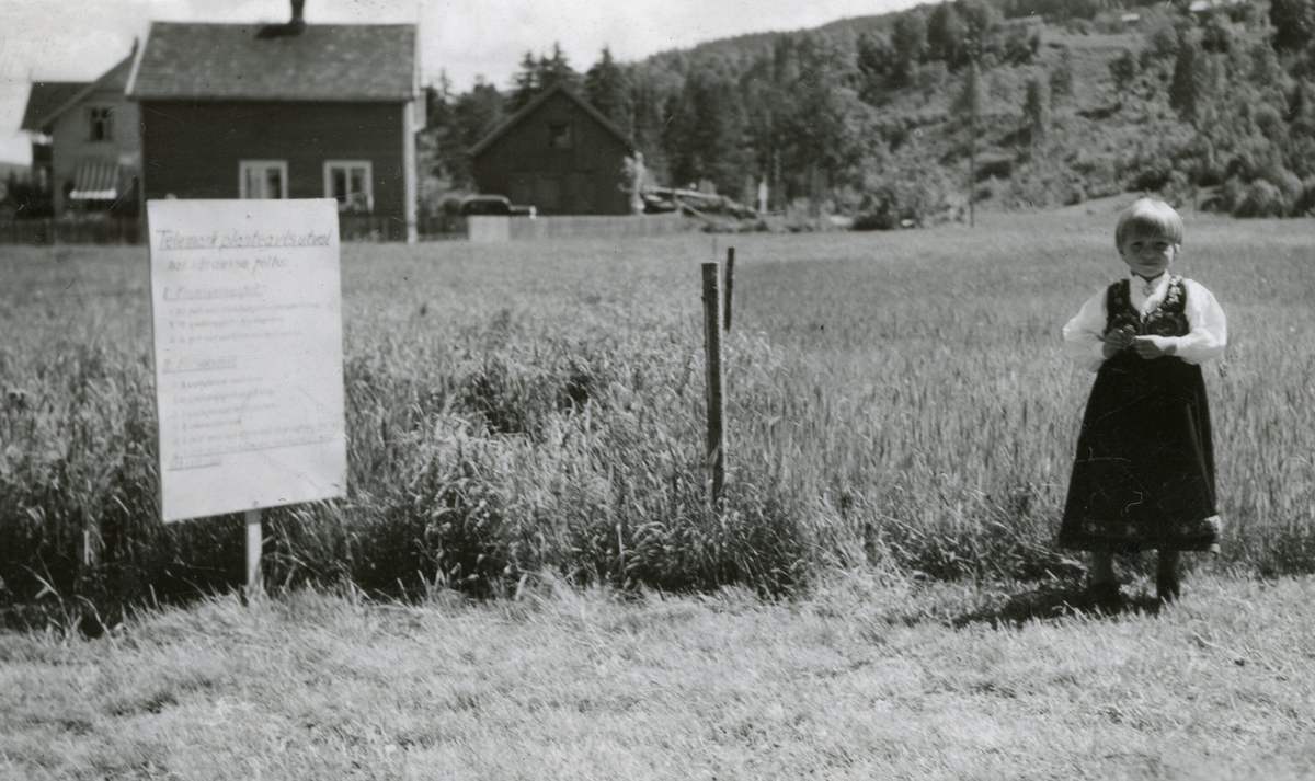 Gjødslingsfelt i Gransherad, forsøksfelt.  