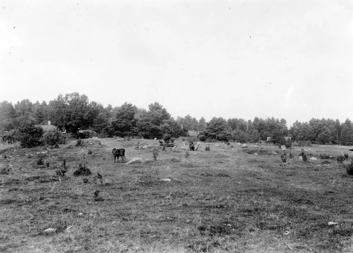 Nr 109. Ö delen av gravfält vid Viads ladugård. Foto från SÖ.