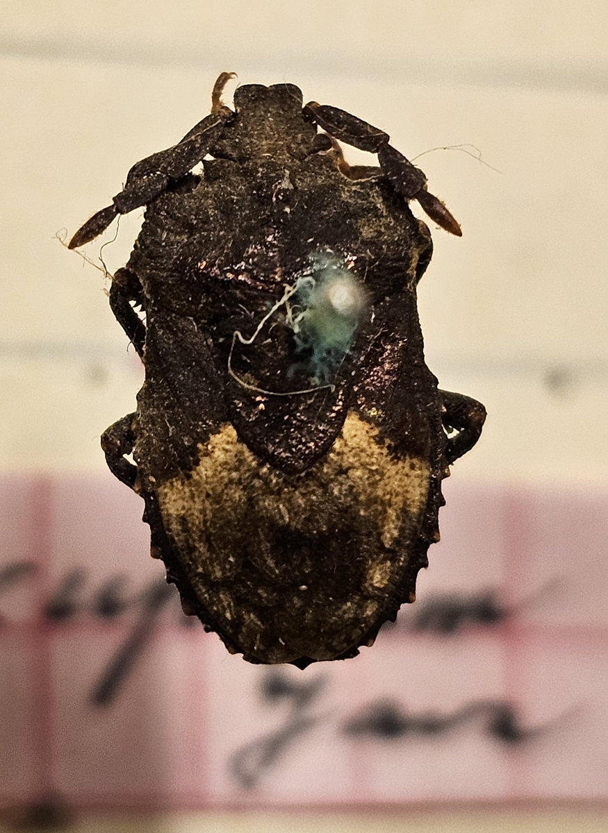 Halvvinge på insektsnål. 
Tillhör huvudgrupp Hemiptera: Heteroptera
Tillhör familj ?
Släkte/art: ?
Adult

Ursprungsland: Indonesien 
Fyndplats: Java  

Ur Hackwitz samling

På etiketten står: Megymenum cupreum